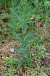 Balkan catchfly